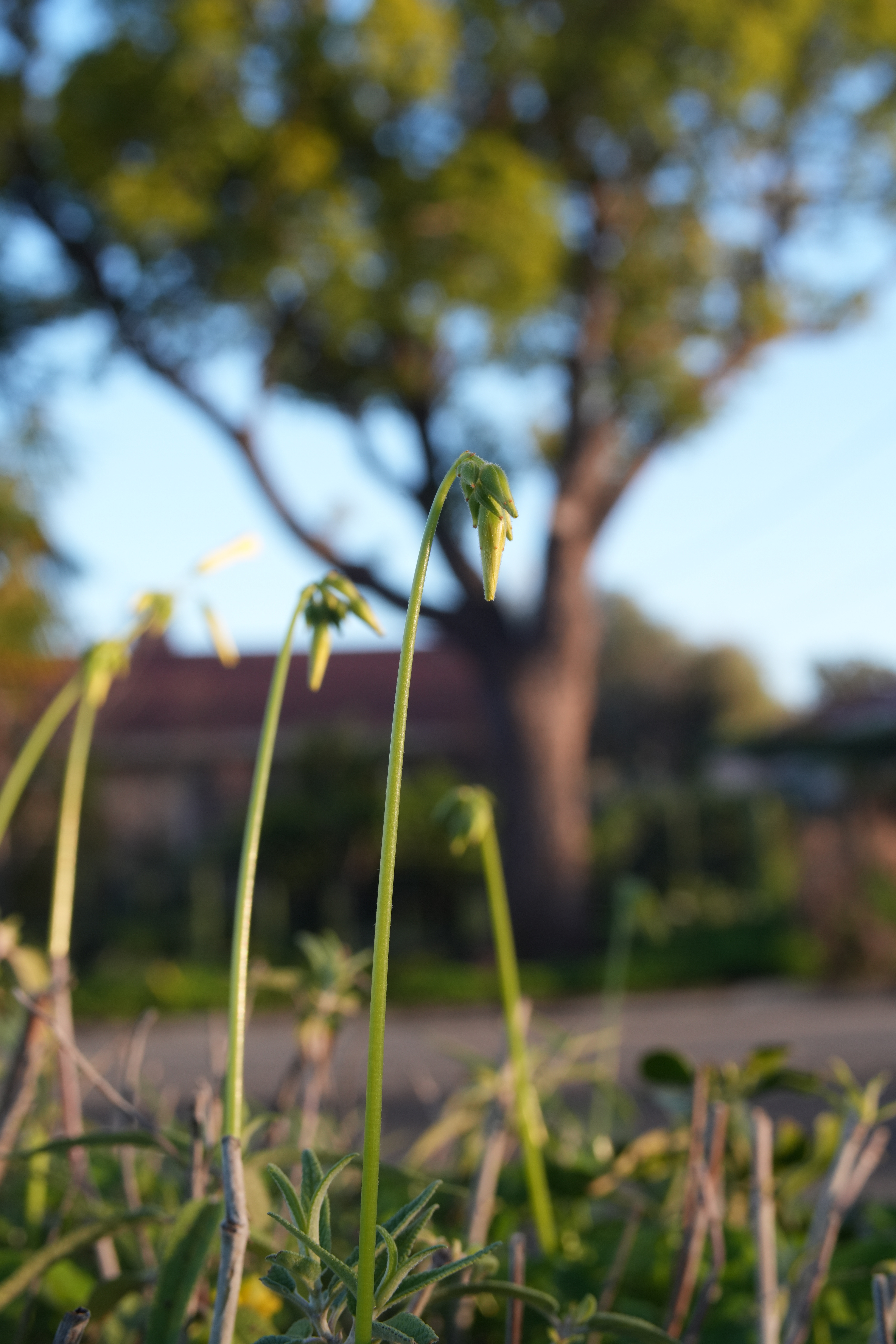 grass-close-up-DSC01575.JPG