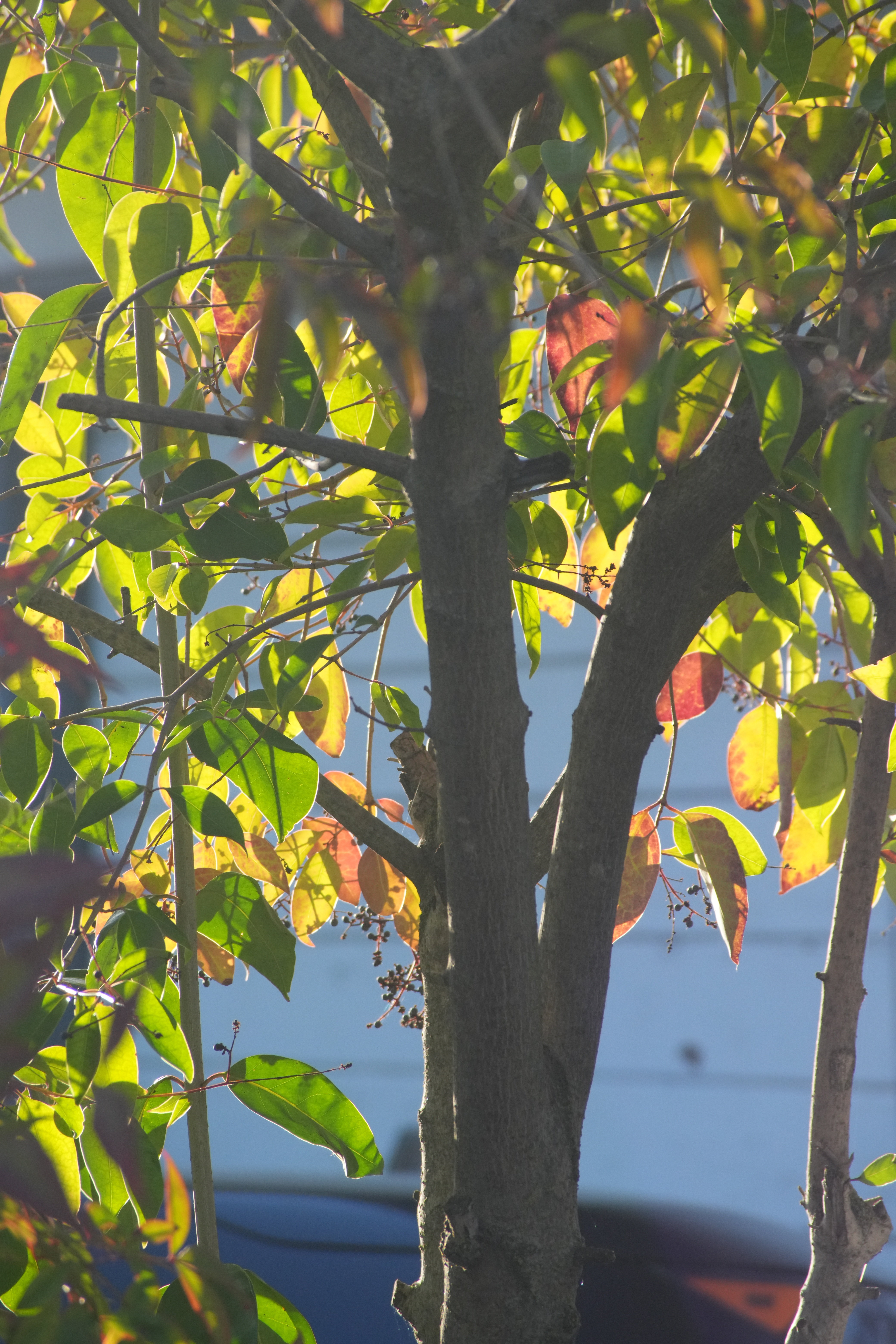 tree-and-leaves-DSC01559.JPG