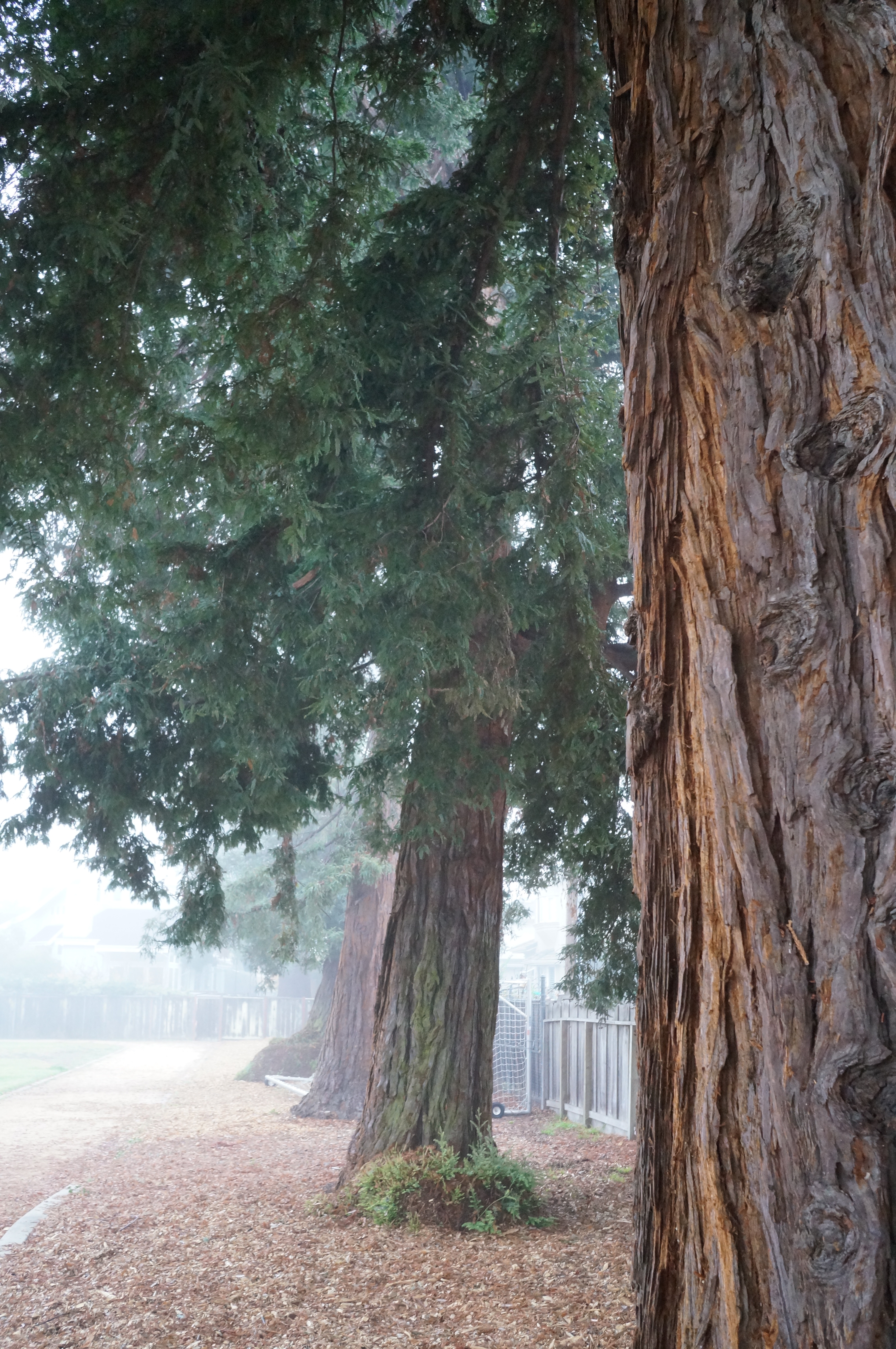 trees-foggy-morning-DSC05363.JPG