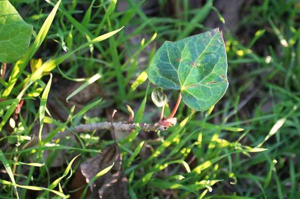 leaves-close-up-DSC01569.jpg
